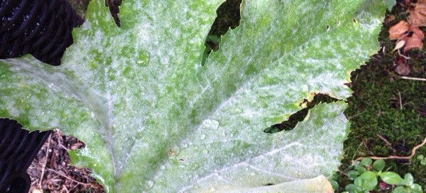 Mildew On Squash