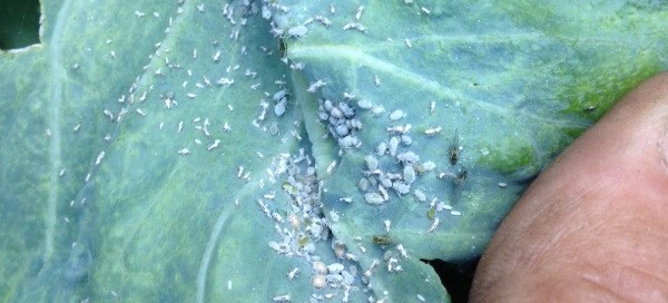 Cabbage Aphids