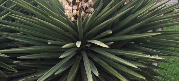 Spanish Bayonet