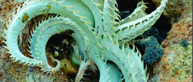 White Dyckia