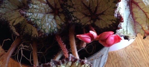 Begonia