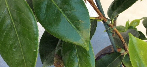 Camellia Leaf Browning