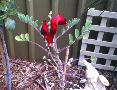 Sturts Desert Pea