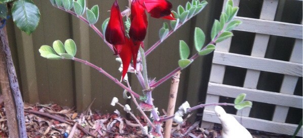 Sturts Desert Pea