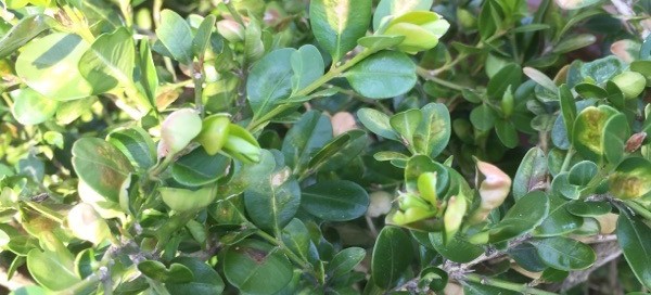 Boxwood Blight