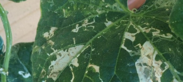 Leaf Miner