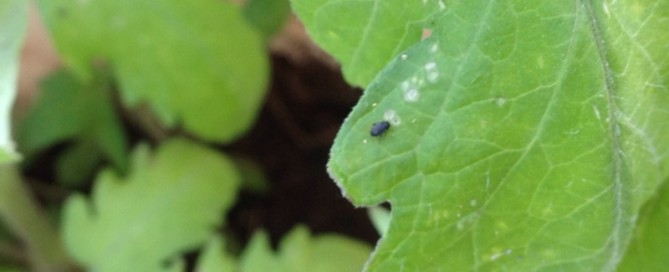 Flea Beetles