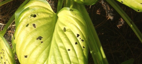 Hosta Damage