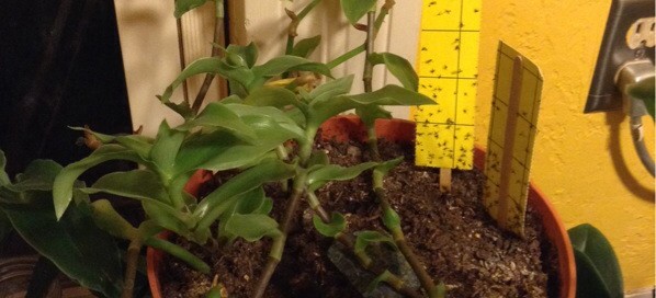 Small Leaf Spiderwort