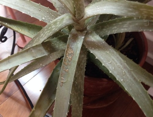 Aloe Vera Color Change