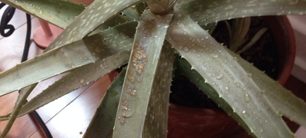 Aloe Vera Color Change