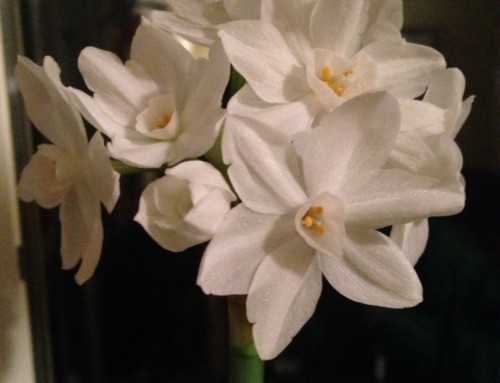 Paperwhites Indoors