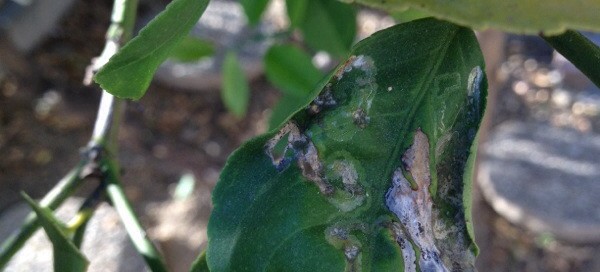 Citrus Leaf Miner