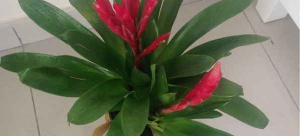 Bromeliad