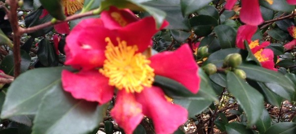 Sasanqua Camellia