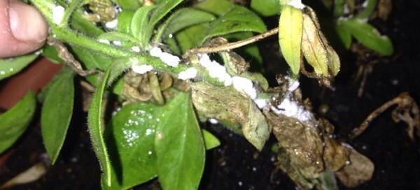 Mealybugs