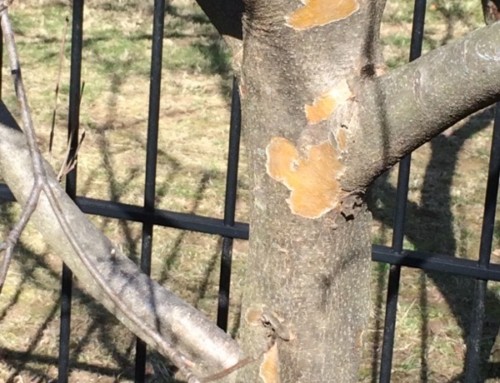 Flaking Bark On Kousa Dogwood