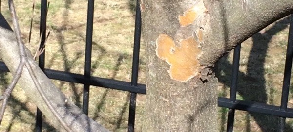 Flaking Bark On Kousa Dogwood