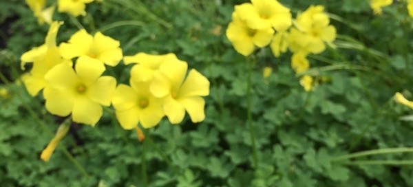 Bermuda Buttercup