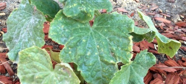 Powdery Mildew On Zucchini