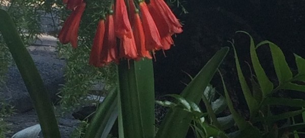 Seed Head Of Clivia