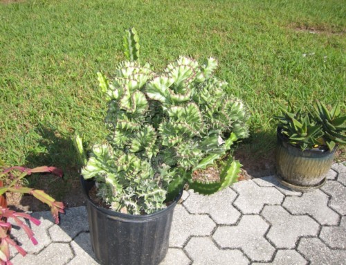 Crested Euphorbia Lactea