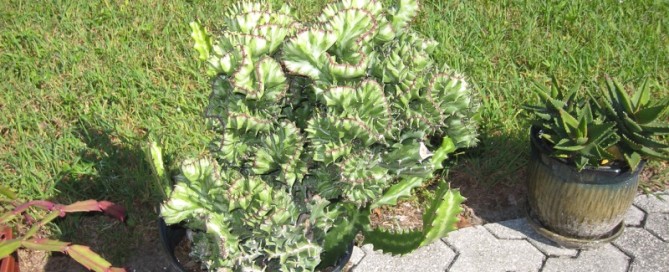 Crested Euphorbia Lactea