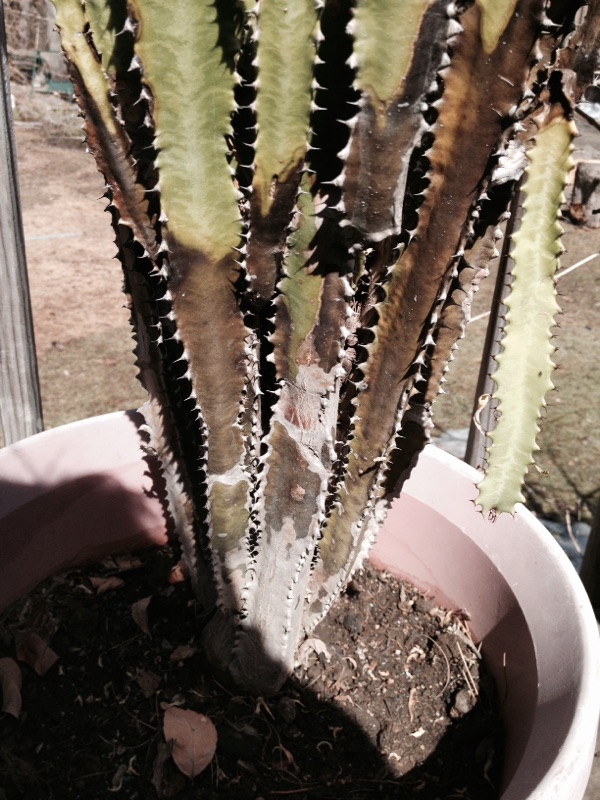 Cactus Rot