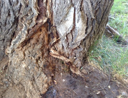 Elm Tree Leaking