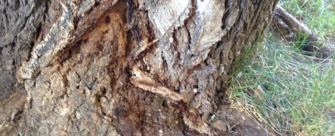 Elm Tree Leaking