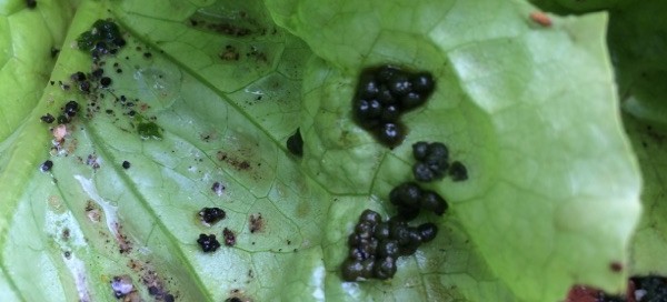 Caterpillar Droppings