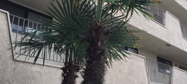 Coccothrinax Palm