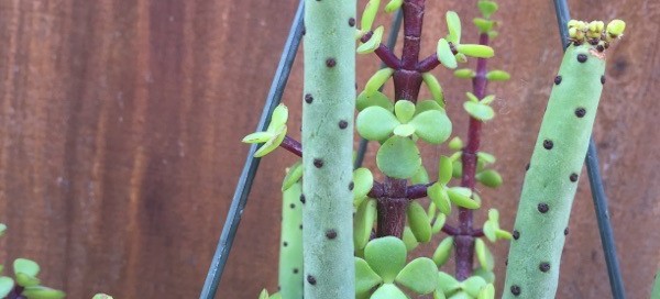 Euphorbia Leucodendron