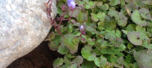 Wood Violet