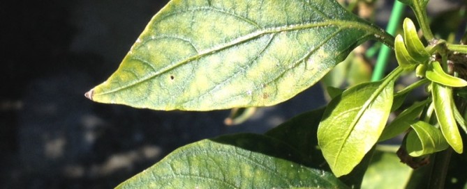 Powdery Mildew On Peppers