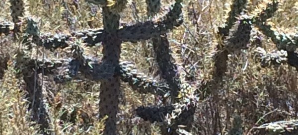 Staghorn Cholla