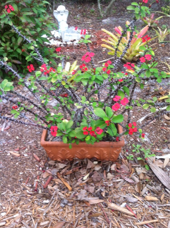 Crown of Thorns  Piedmont Master Gardeners