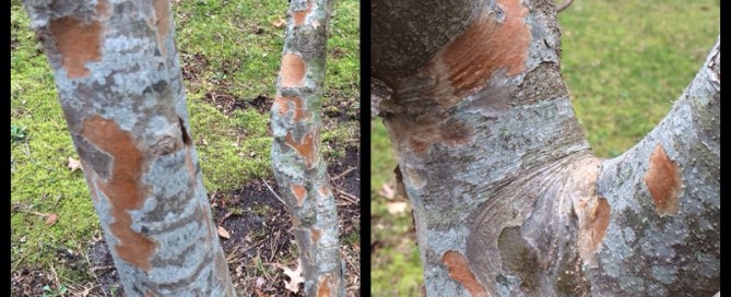 Flaking Bark On Kousa Dogwood