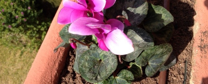 Cyclamen