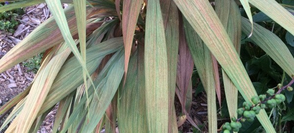 Spider Mites