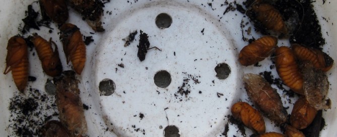 Beetle Or Weevil Pupa
