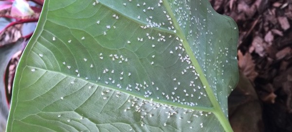 Whitefly