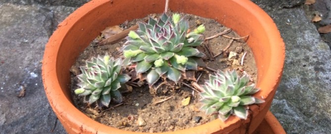 House Leek  Hens And Chicks