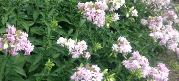 Bouncing Bet Soapwort