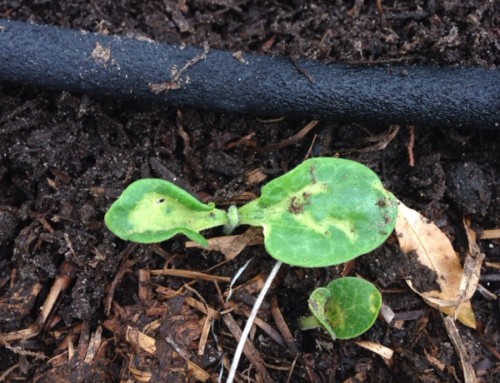 Leaf Miners