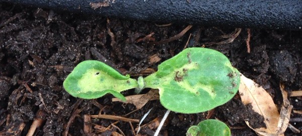 Leaf Miners