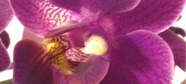 Moth Orchid