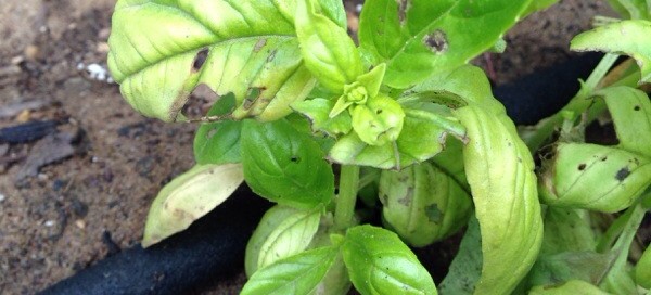 Pests Of Basil