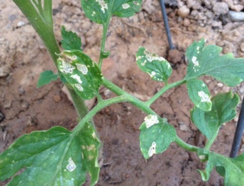 Flea Beetle On Tomato