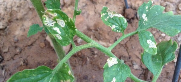 Flea Beetle On Tomato